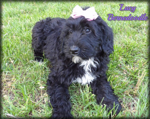 Bernedoodle