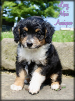  Mini Aussiepoo