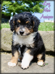  Mini Aussiepoo