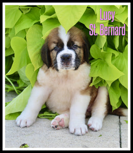 Saint Bernard