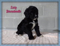 Lucy Female Bernedoodle $2500