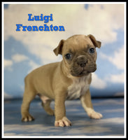 Luigi Male Frenchton $1925