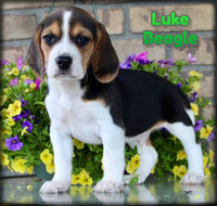 Luke Male Beagle $495