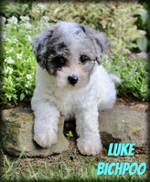 Luke Male Bichpoo $1250