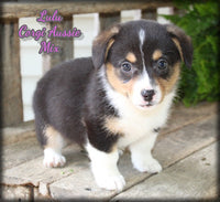 Lulu Female Corgi Aussie Mix $825