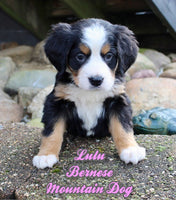 Lulu Female AKC Bernese Mountain Dog $1650