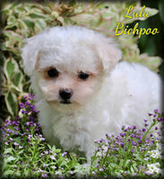 Lulu Female Bichpoo $999
