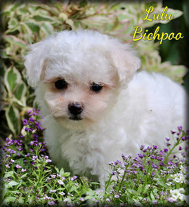 Bichpoo