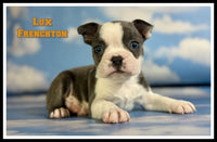 Lux Male Frenchton $1925