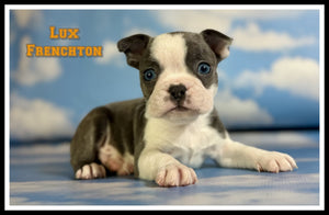 Frenchton