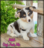 Mable Female Corgi Aussie Mix $975