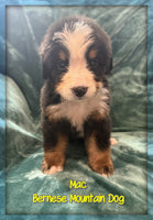 Mac Male AKC Bernese Mountain Dog $1350