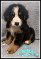 Bernese Mountain Dog