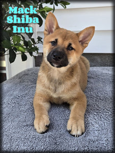  Shiba Inu