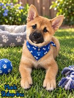Mack Male AKC Shiba Inu $550