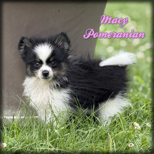 Pomeranian