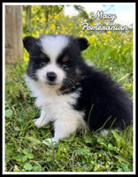 Macy Female ACA Pomeranian $1375