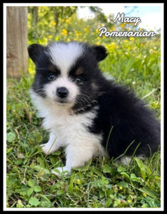 Pomeranian