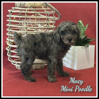  Mini Poodle