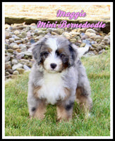 Mini Bernedoodle