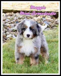 Mini Bernedoodle
