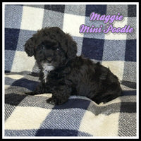  Mini Poodle
