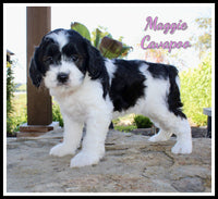 Cavapoo