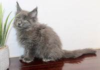 Maine Coon