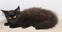 Maine Coon