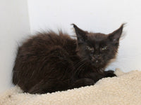 Maine Coon