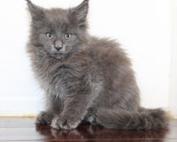 Maine Coon