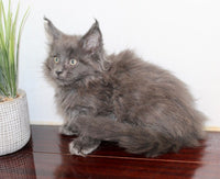 Maine Coon