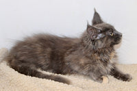 Maine Coon