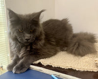 Maine Coon