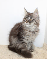 Maine Coon
