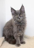 Maine Coon
