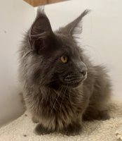 Maine Coon