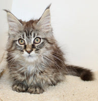 Maine Coon