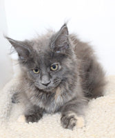 Maine Coon