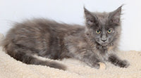 Maine Coon