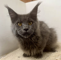 Maine Coon