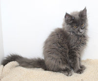 Maine Coon