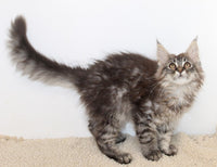 Maine Coon