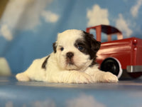 Snickers Male ACA Shihtzu $985