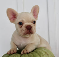 Hendricks AKC Male French Bulldog $1450