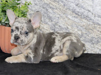 Kent Male AKC French Bulldog $1500