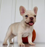 Hendricks AKC Male French Bulldog $1450