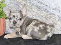 Kent Male AKC French Bulldog $1500