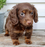 Carter Male AKC Mini Dachshund $1450