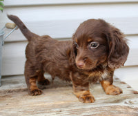 Carter Male AKC Mini Dachshund $1450